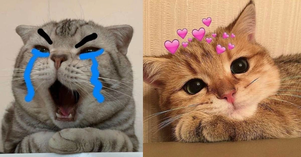 Khoảnh Khắc Meme Mèo Bựa Cười Ra Nước Mắt