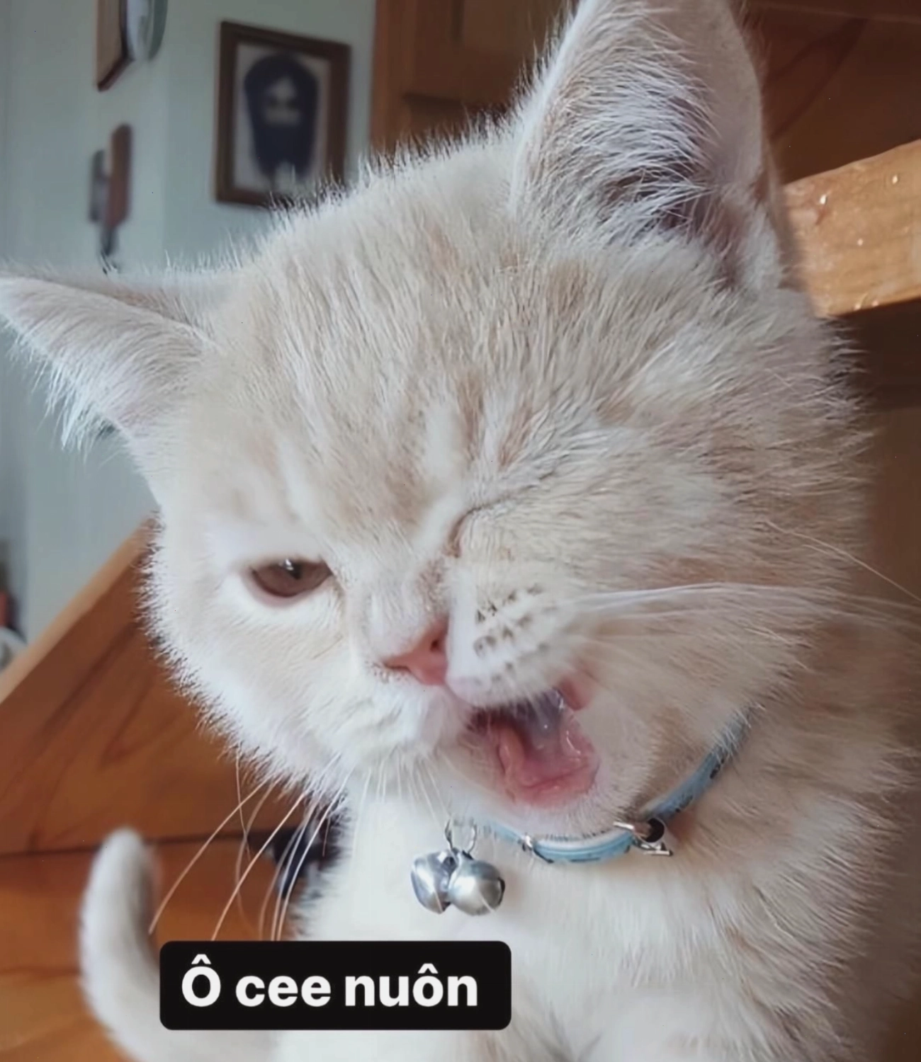 Khoảnh khắc nhí nhảnh của mèo con, meme mèo thả tim