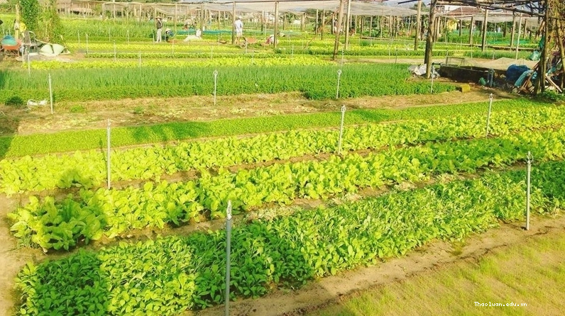 Làng rau Trà Quế gần biển An Bàng