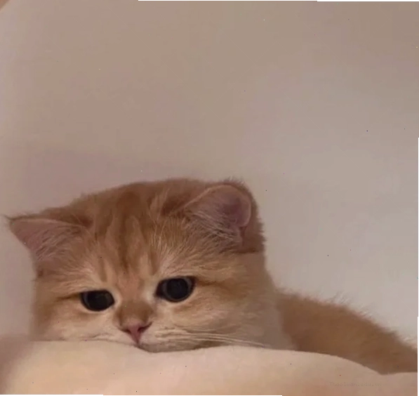 Meme chán 8 với khuôn mặt đơ như tượng