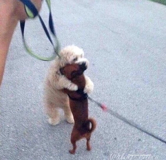 Meme chó an ủi cute với ánh mắt long lanh