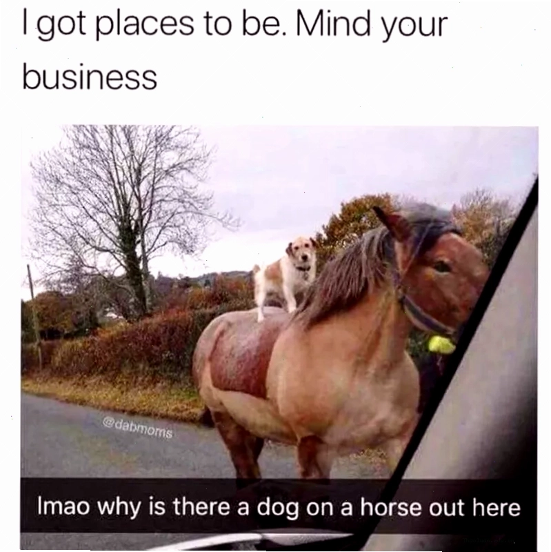 Meme chó trên lưng ngựa hài hước