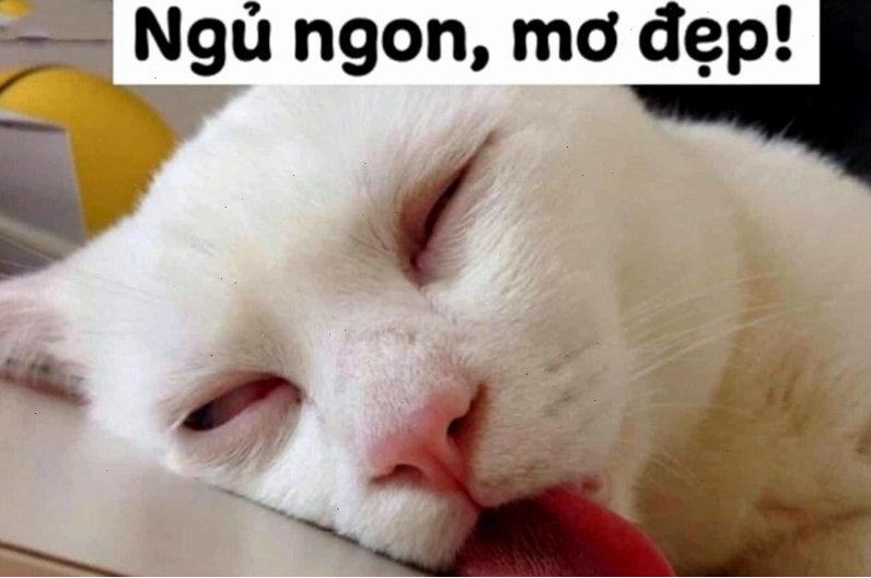 Meme chúc ngủ ngon với hình ảnh chú mèo đáng yêu