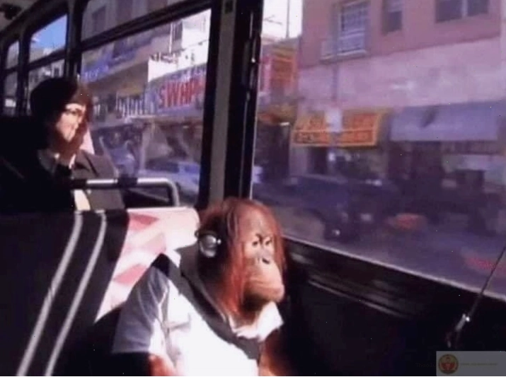 Meme con khỉ với biểu cảm hài hước