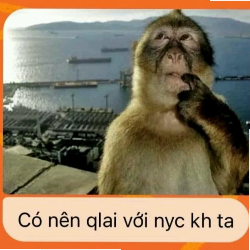 Meme con khỉ với vẻ mặt khó hiểu