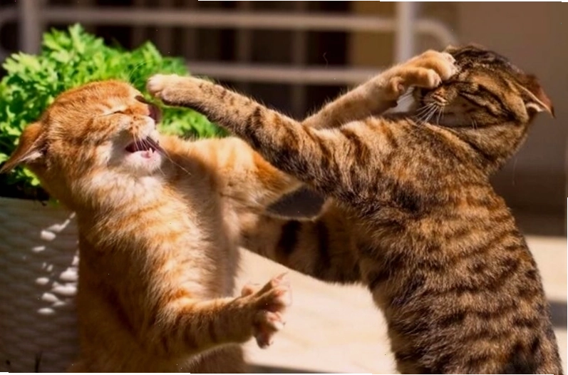 Meme đánh nhau của các loài vật ngộ nghĩnh