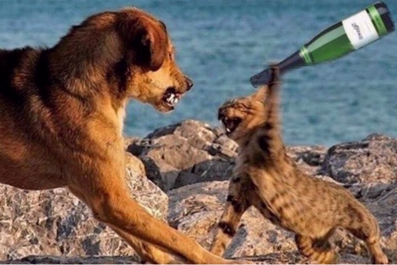 Meme đánh nhau hình động vật với biểu cảm hài hước