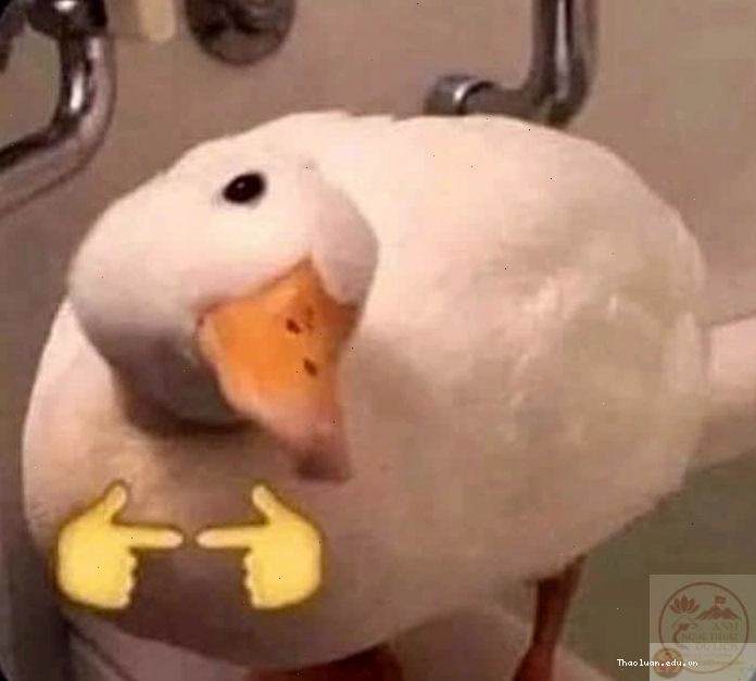 Meme động vật đáng yêu, meme thú cưng