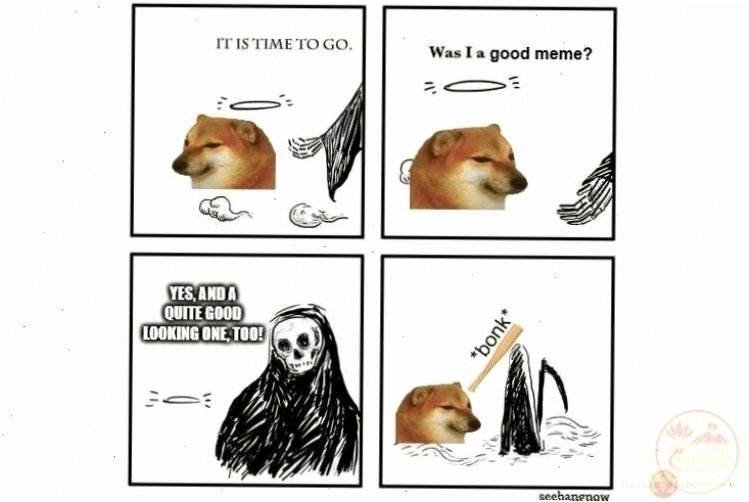 Meme động vật hài hước với biểu cảm khó đỡ