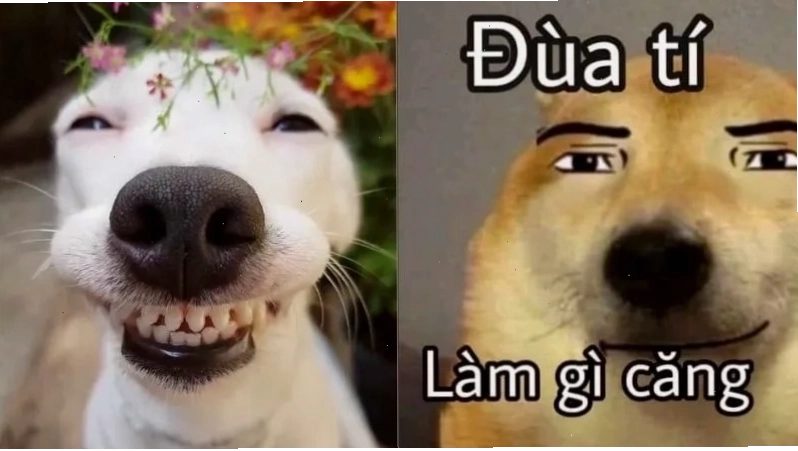 Meme hài cười với hình ảnh chú chó biểu cảm đáng yêu