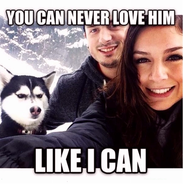 Meme hài hước về cặp đôi và chú chó Husky