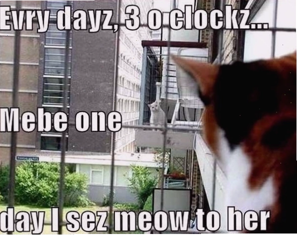 Meme hài hước về mèo yêu nhau