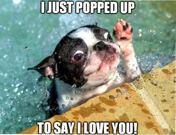 Meme Lily the Swim Pup Love You