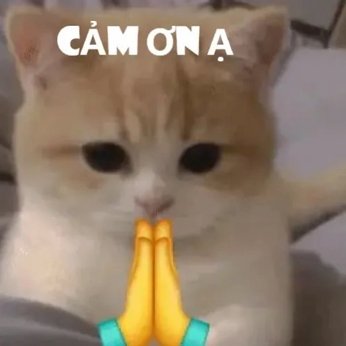 Meme Mèo Cảm Ơn: Biểu Cảm Siêu Dễ Thương Khiến Bạn Phải Thốt Lên "Cảm Ơn"