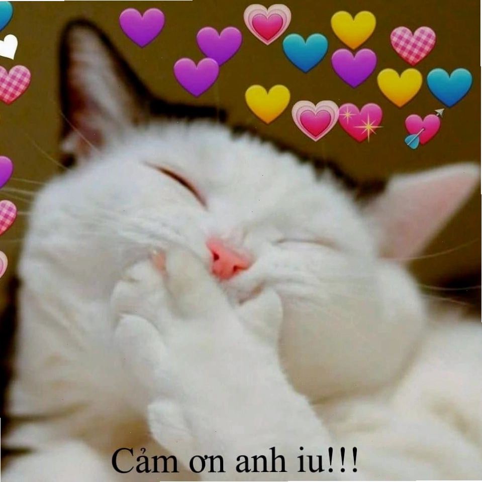 Meme mèo cảm ơn với ánh mắt long lanh thể hiện sự biết ơn chân thành