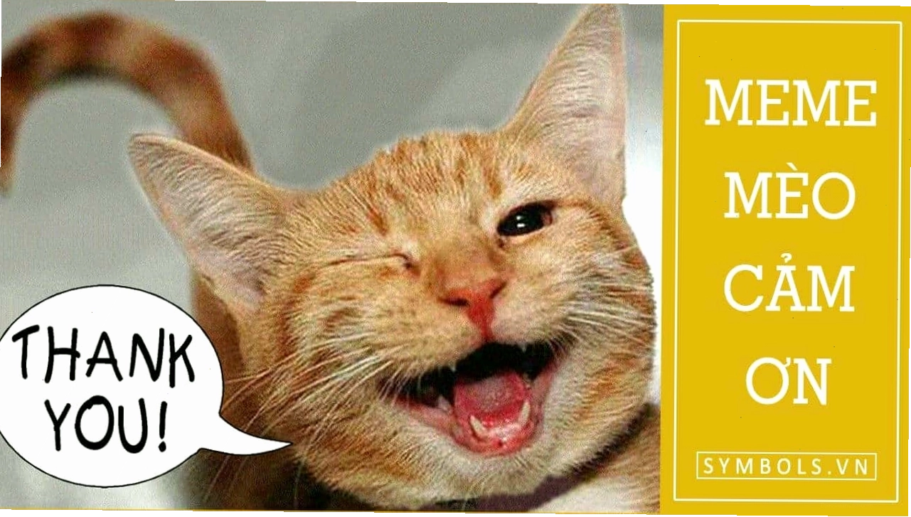 Meme mèo cảm ơn với hiệu ứng chữ bắt mắt