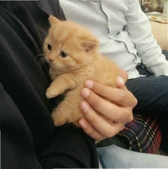 Meme mèo con an ủi với bộ dạng ngây thơ