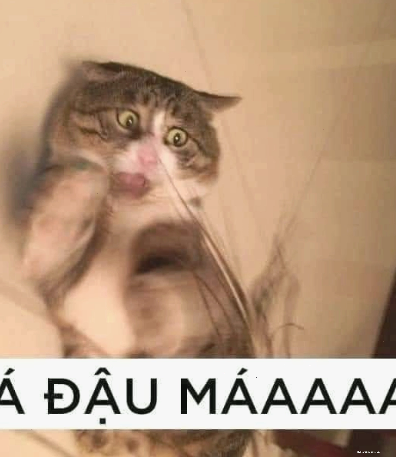 Meme mèo đang hoảng sợ, meme mèo thả tim