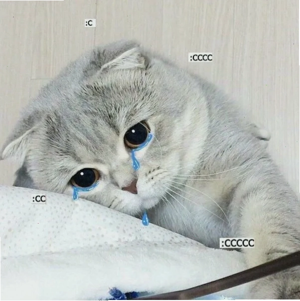 Meme mèo khóc thể hiện sự buồn bã và đáng yêu