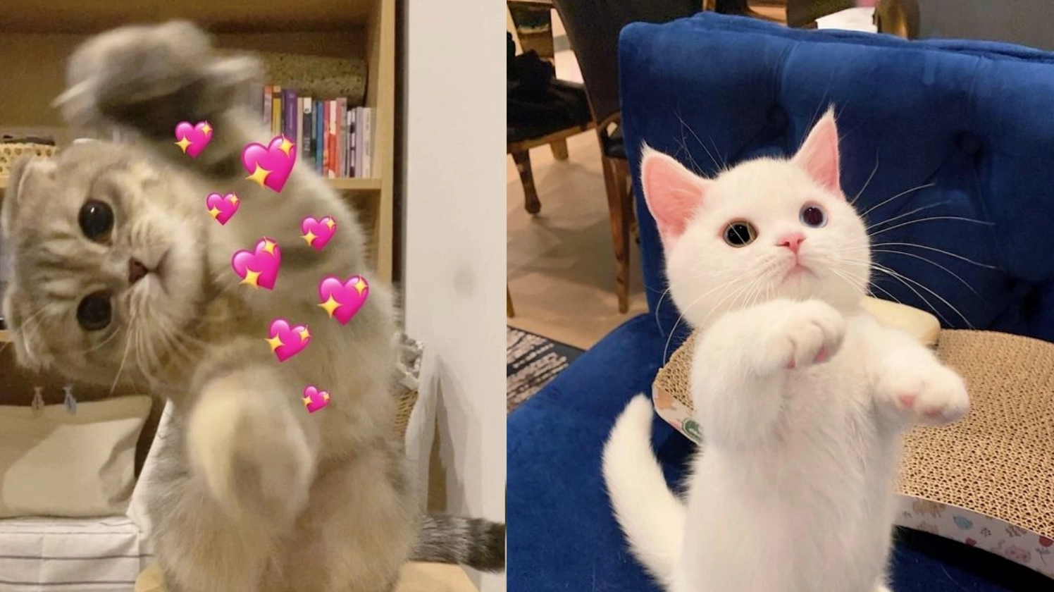 Meme Mèo Thả Tim: Bộ Sưu Tập Hình Ảnh Độc Đáo 2026