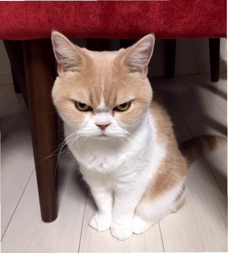 Meme mèo tức giận hài hước thể hiện sự khó chịu ra mặt