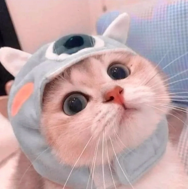 Mèo Anh lông ngắn màu xám với biểu cảm ngạc nhiên