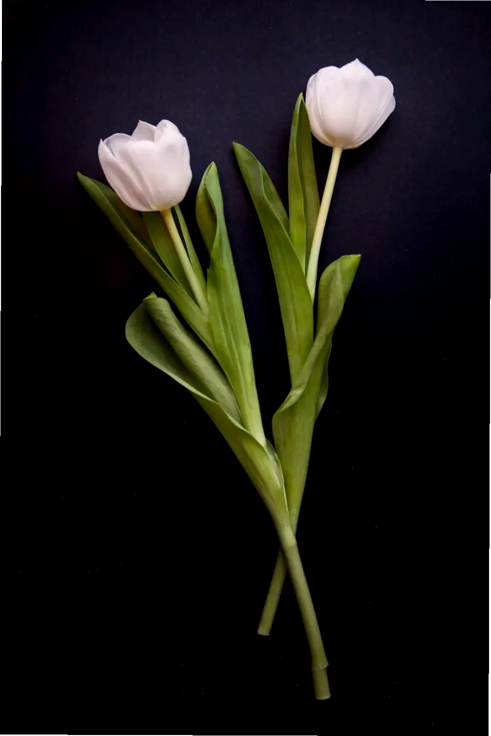 Mẹo bảo quản hoa tulip trắng giúp hoa tươi lâu hơn
