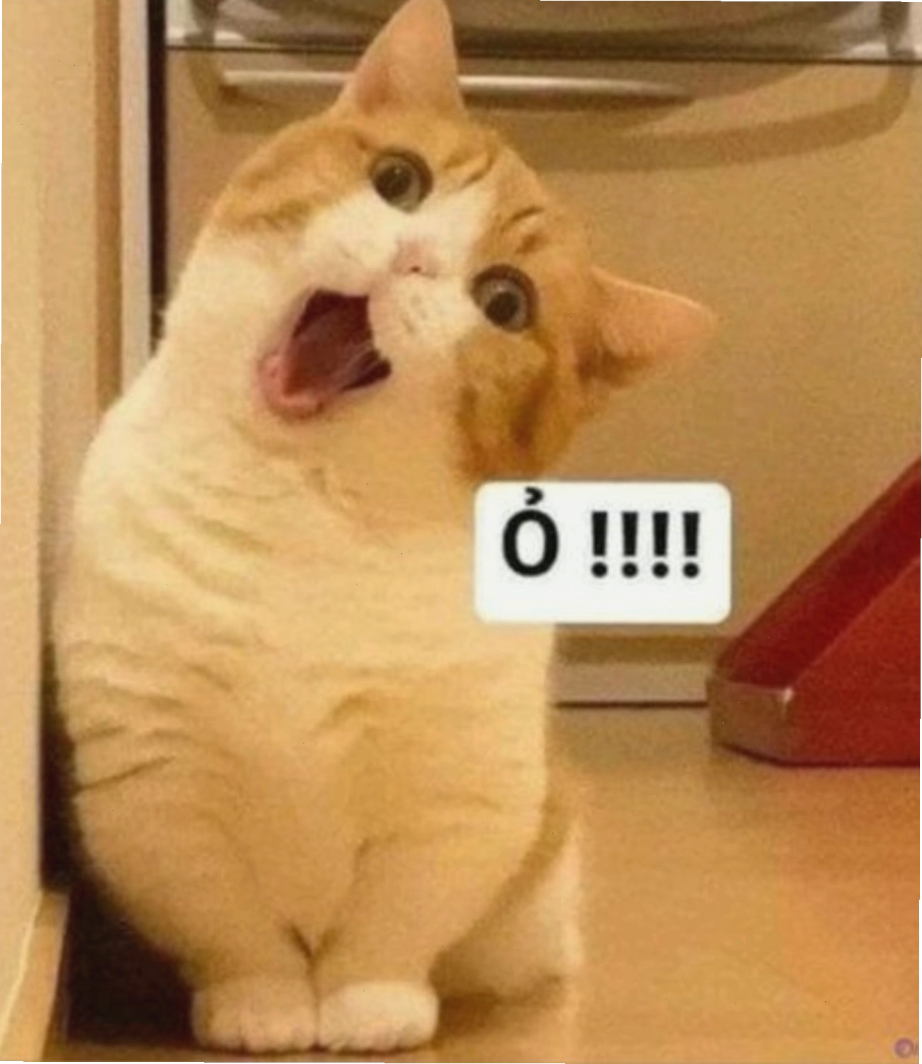 Mèo có biểu cảm bất ngờ, meme mèo thả tim