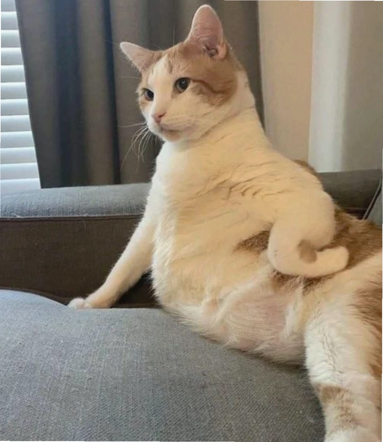 Mèo con đang chống nạnh, meme mèo thả tim