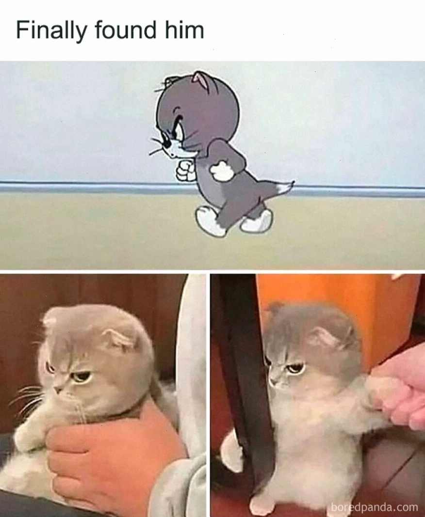 Mèo con hoạt hình đi cùng mèo thật, thể hiện tâm trạng cáu kỉnh trong animal meme