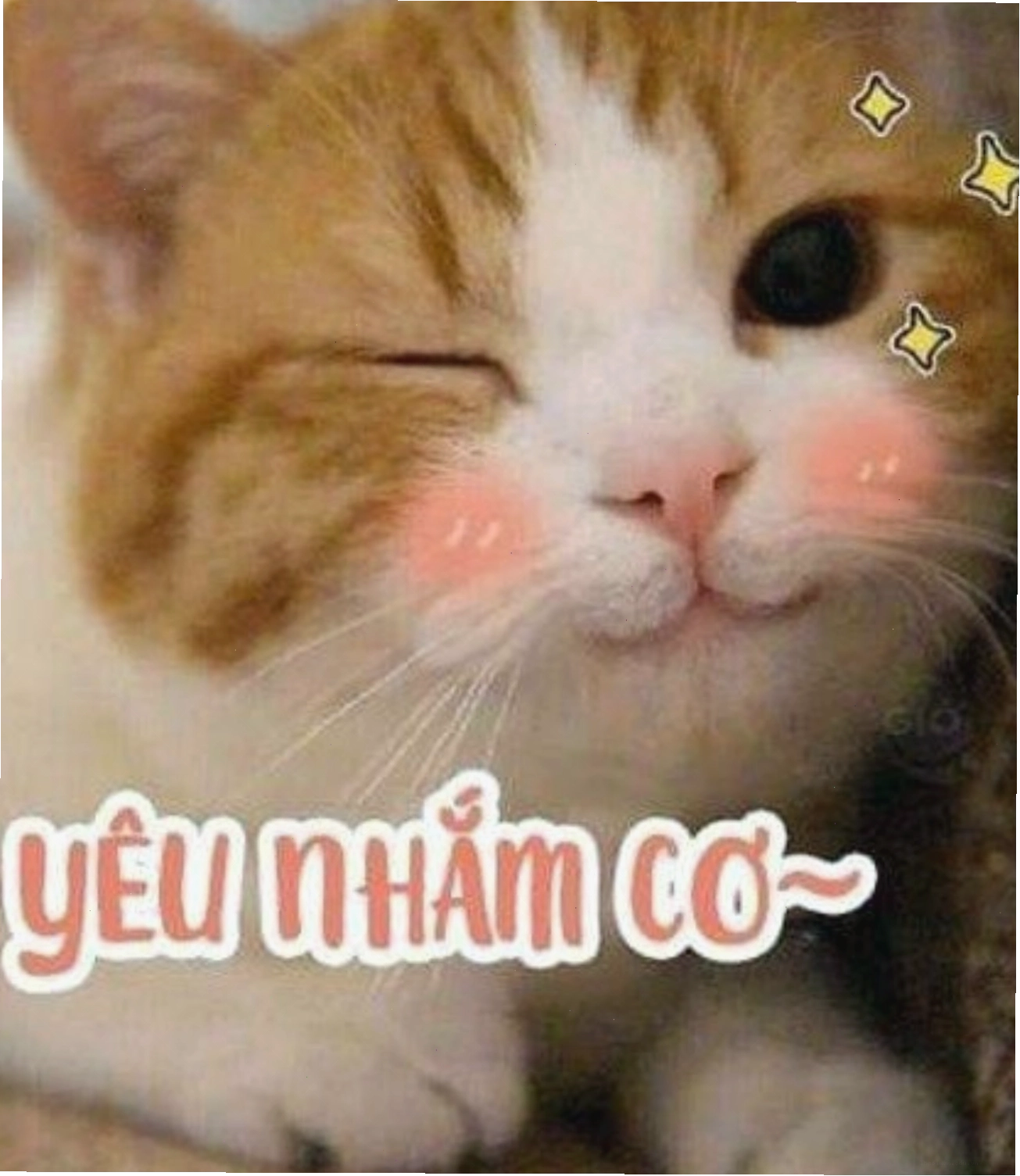 Mèo con nháy mắt dễ thương, meme mèo thả tim