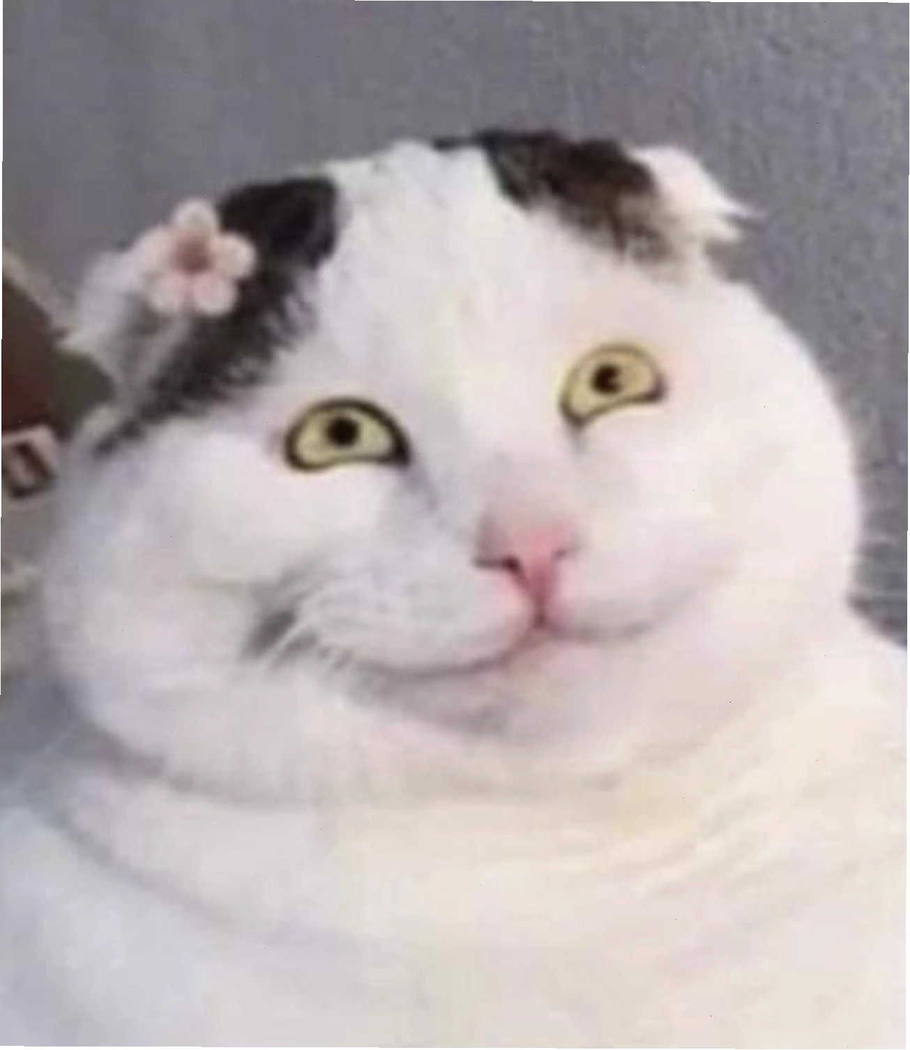 Mèo con phởn chí, meme mèo thả tim