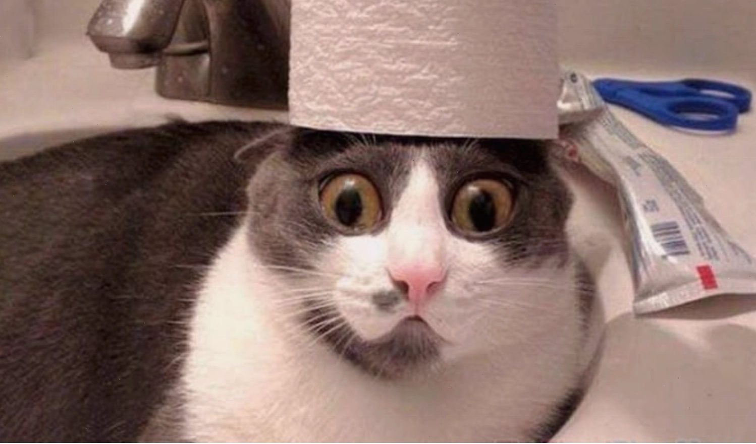 Mèo đội giấy vệ sinh, meme mèo thả tim