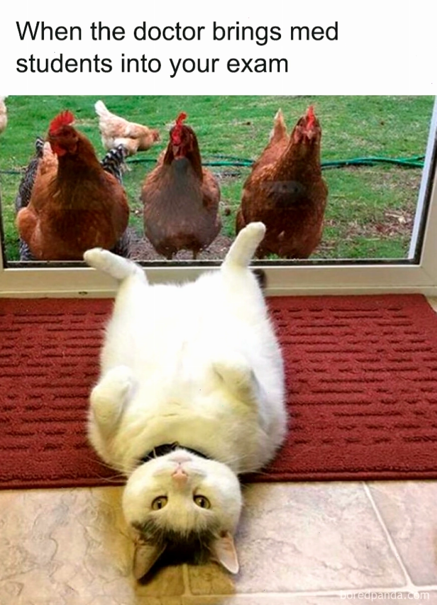 Mèo nằm úp mặt trong nhà, ba chú gà nhìn từ ngoài cửa kính, animal meme hài hước