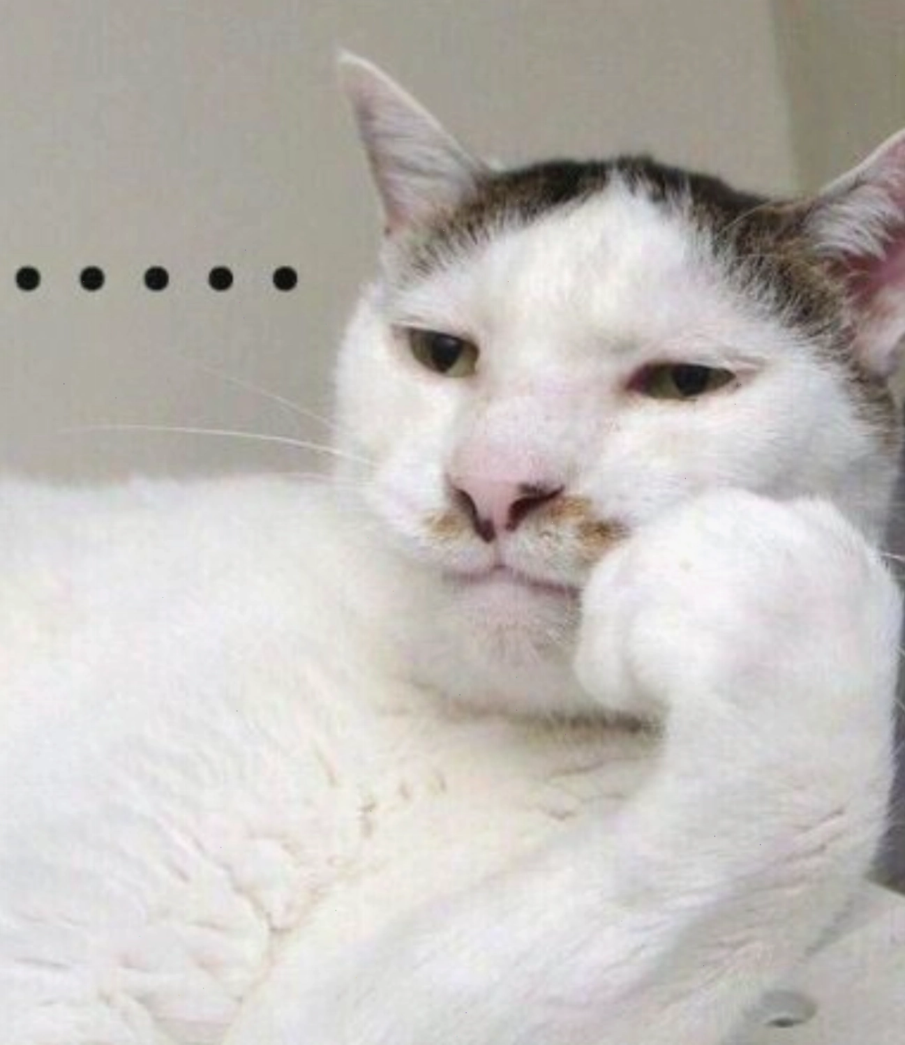 Mèo với biểu cảm bất lực, meme mèo thả tim