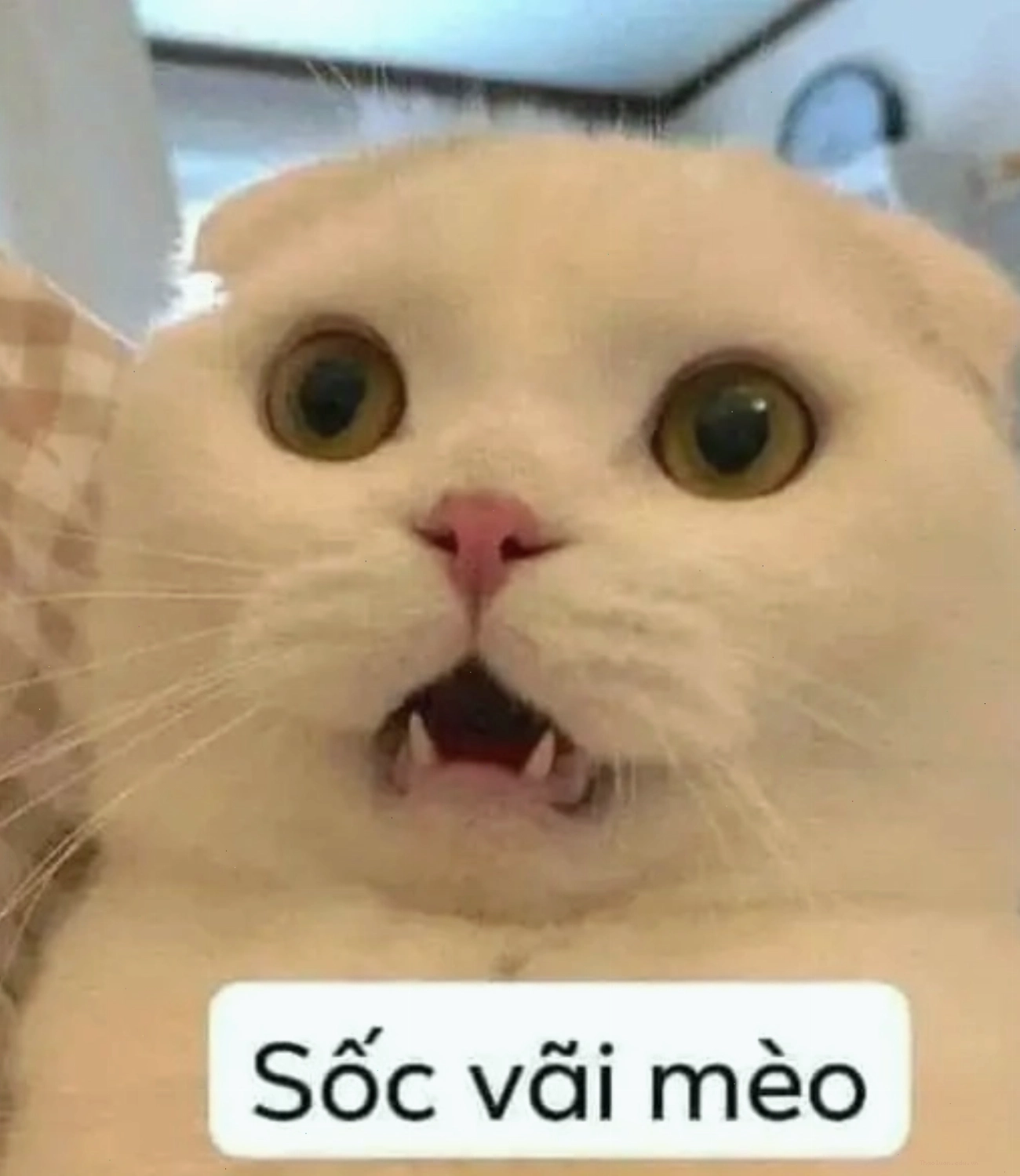 Mèo với biểu cảm siêu sốc, meme mèo thả tim