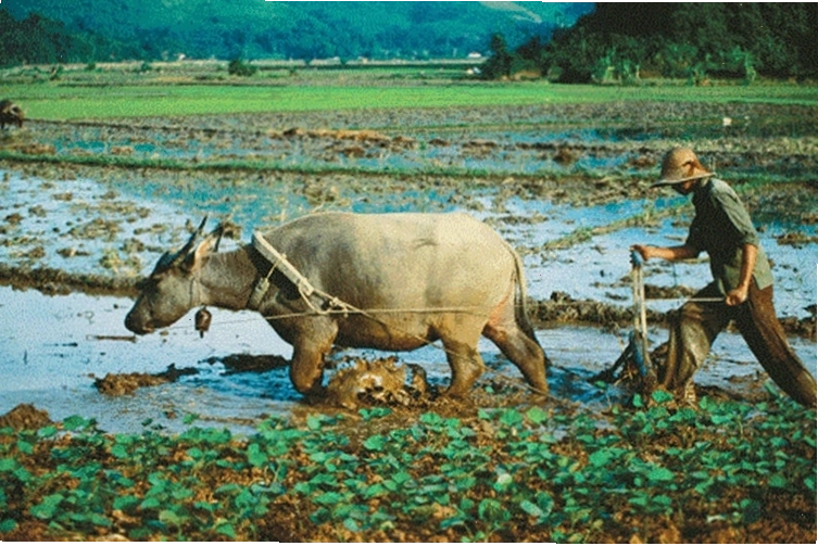 Minh họa kinh nghiệm dân gian trong sản xuất nông nghiệp
