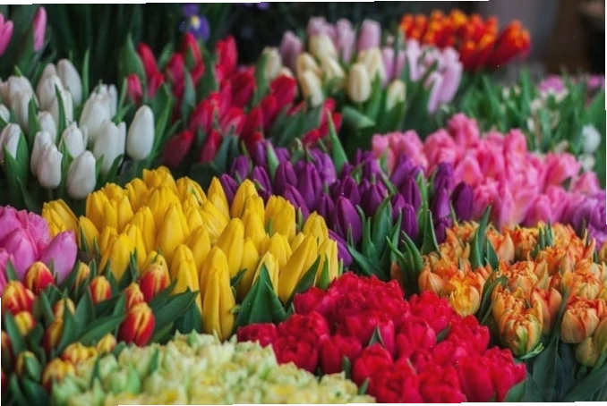 Nguồn gốc hoa tulip bắt nguồn từ Thổ Nhĩ Kỳ
