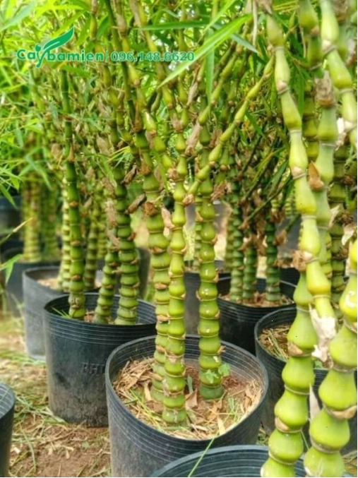 Những bầu cây Trúc Quan Âm nhỏ để làm cảnh