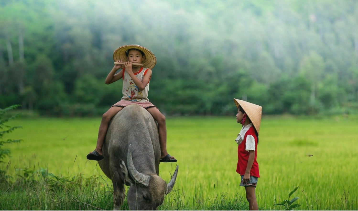Những đứa trẻ vùng quê rủ nhau đi chăn trâu trên đồng cỏ xanh mướt
