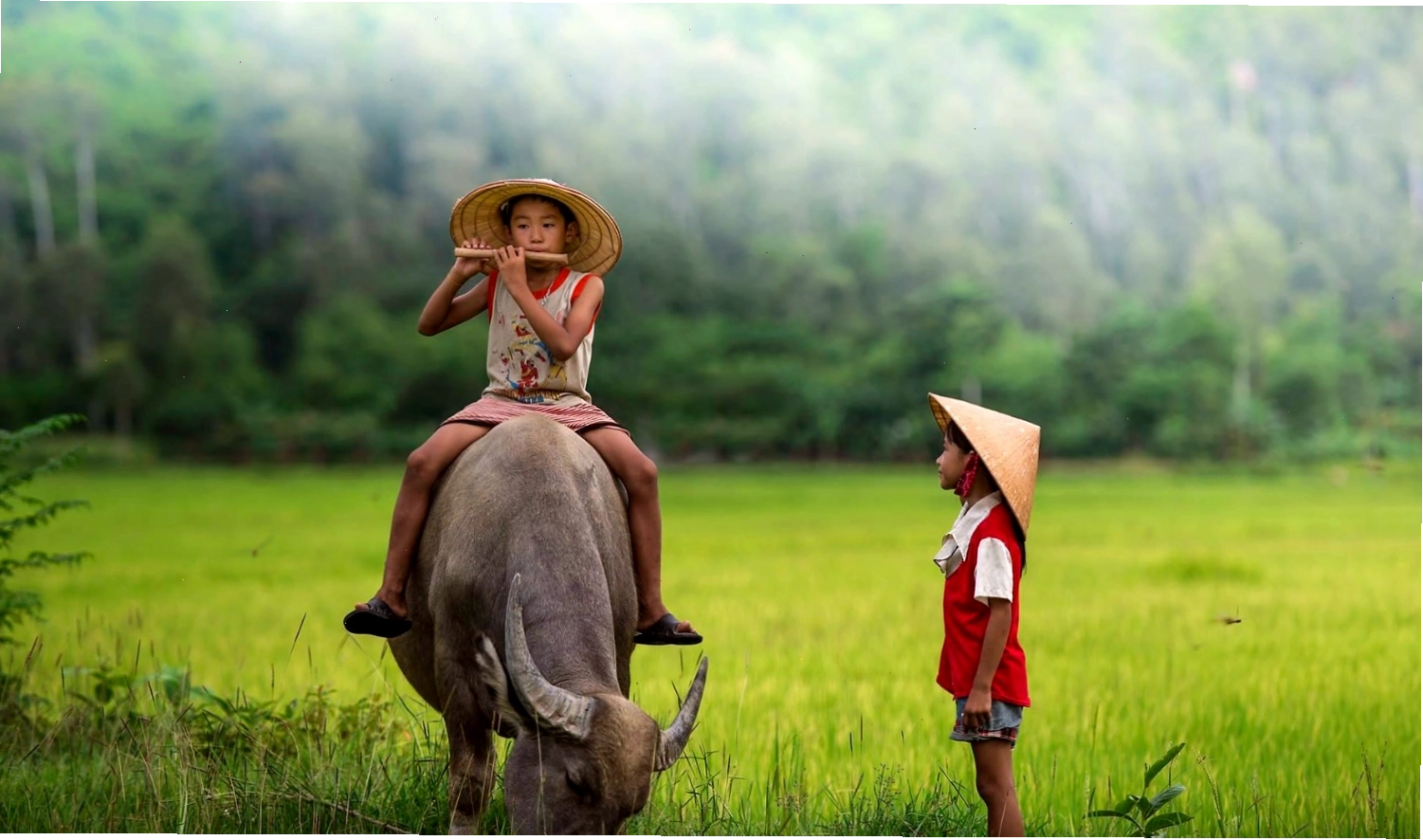 Những đứa trẻ vùng quê vui đùa chăn trâu bên cánh đồng