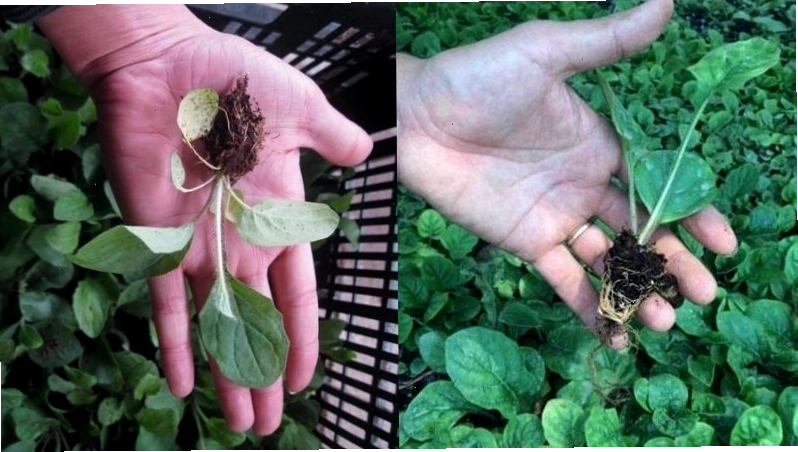 Rễ cây hoa đồng tiền dạng chùm