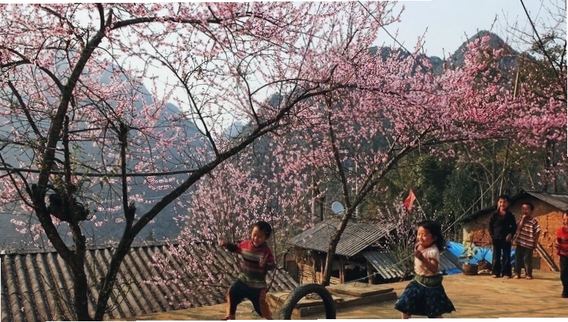 Sapa mùa xuân với hoa mai anh đào rực rỡ