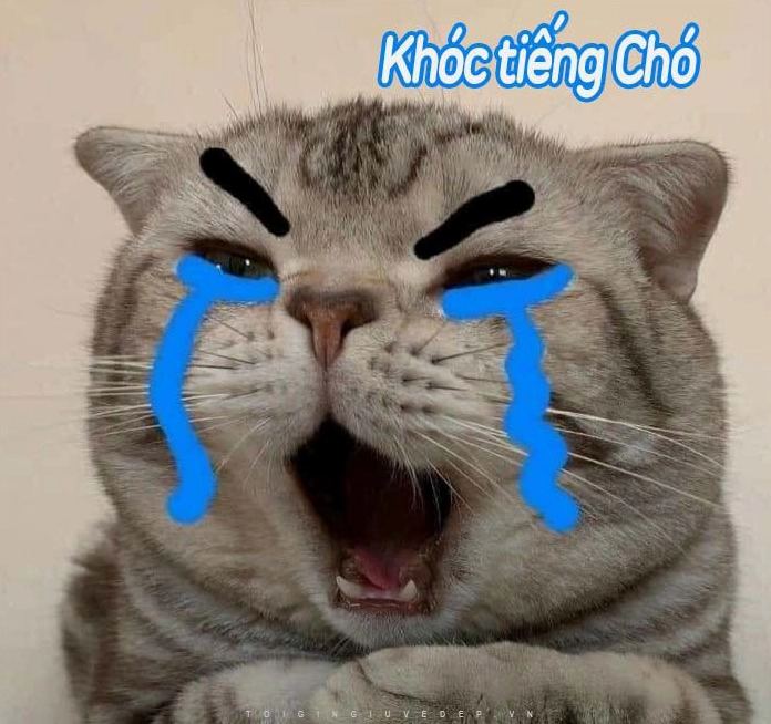 Tổng hợp ảnh meme mèo khóc hài hước và ý nghĩa 2026