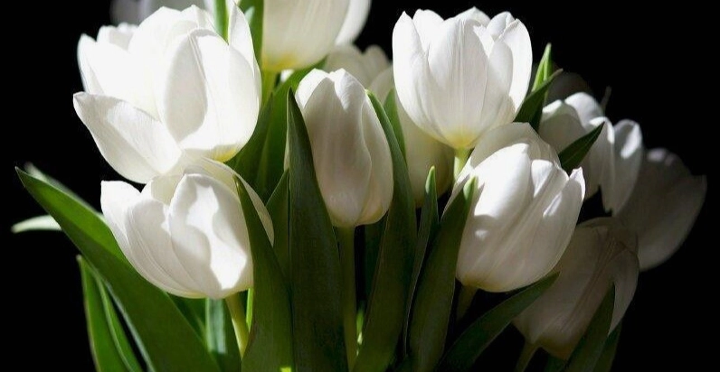 Tổng hợp Avatar Hoa Tulip Đẹp Nhất Cho Điện Thoại và Máy Tính Năm 2026