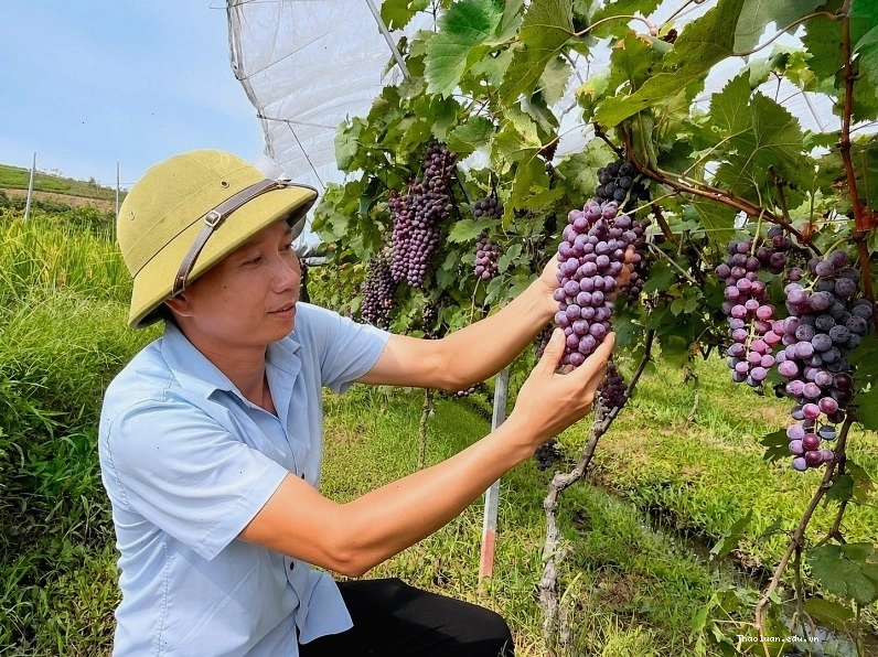 Trồng cây ăn quả mang lại thu nhập cao