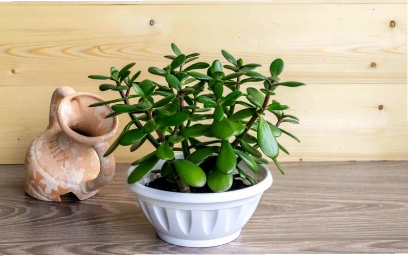 Trồng cây xanh tươi tốt giúp tăng cường sinh khí, cải thiện phong thủy nhà ở