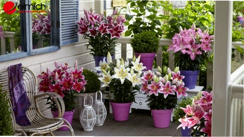 Trồng hoa Lily dịp Tết