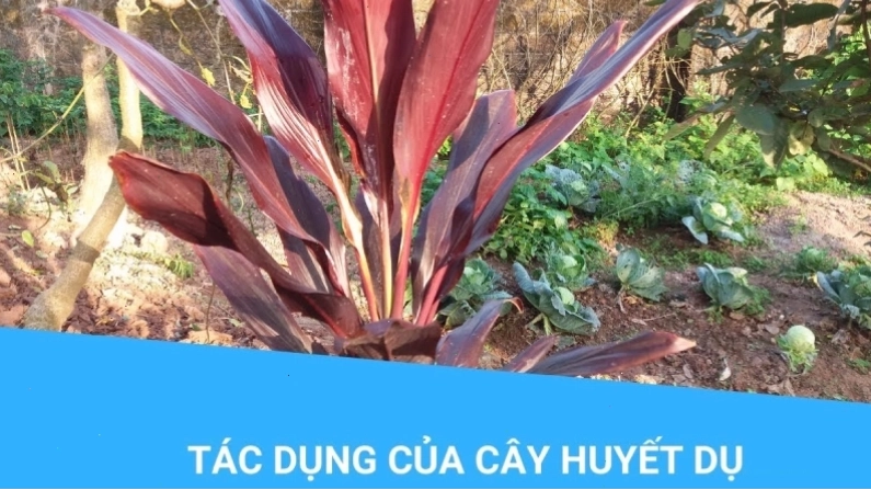Trong y học, tác dụng của cây Huyết dụ được ứng dụng trong cả Đông y và Tây y