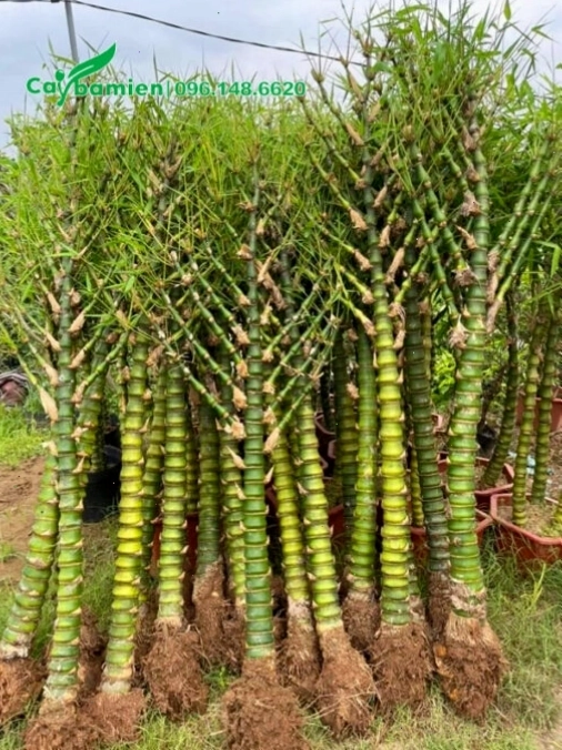 Trúc Quan Âm 1 thân bứng thẳng tại vườn
